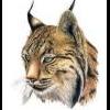 lince